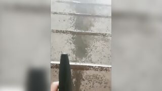 小狗撒尿 小母狗水量超多 連放水都那麼美-17